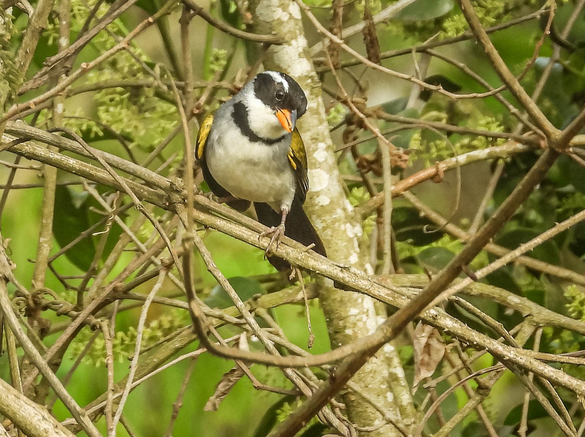 Saffron-billed Sparrow (Saffron-billed) - ML643344050