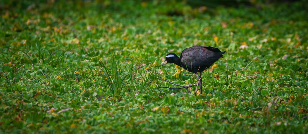 Bronze-winged Jacana - ML643344051