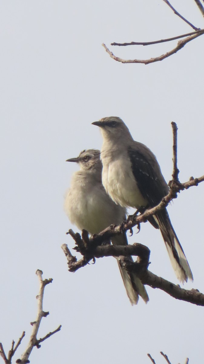 Tropical Mockingbird - ML643344062
