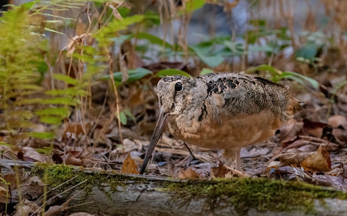 American Woodcock - ML643344072
