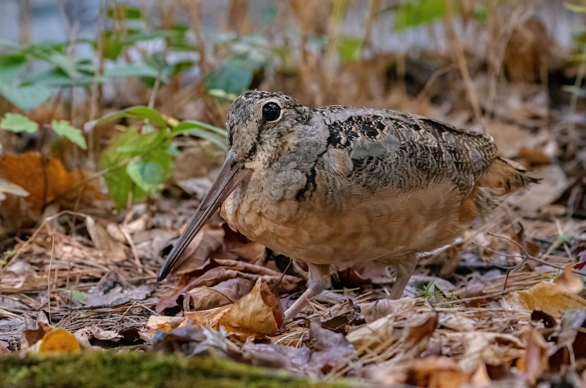 American Woodcock - ML643344073