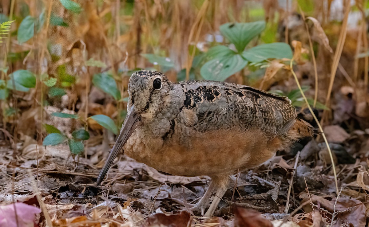 American Woodcock - ML643344074