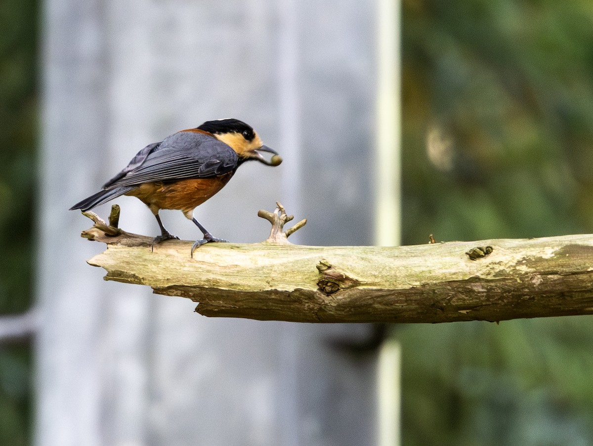 Varied Tit - ML643344079