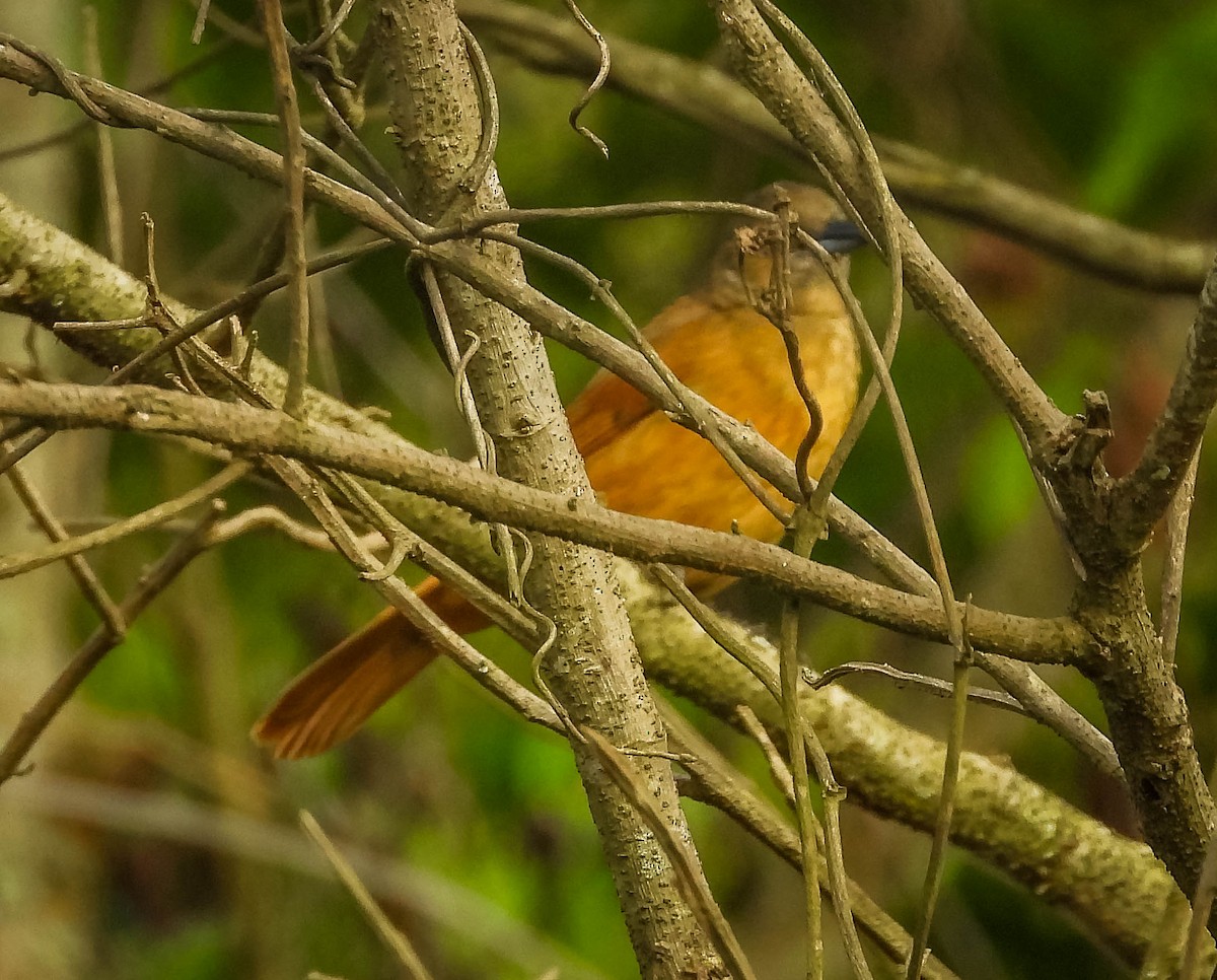 Ruby-crowned Tanager - ML643344089
