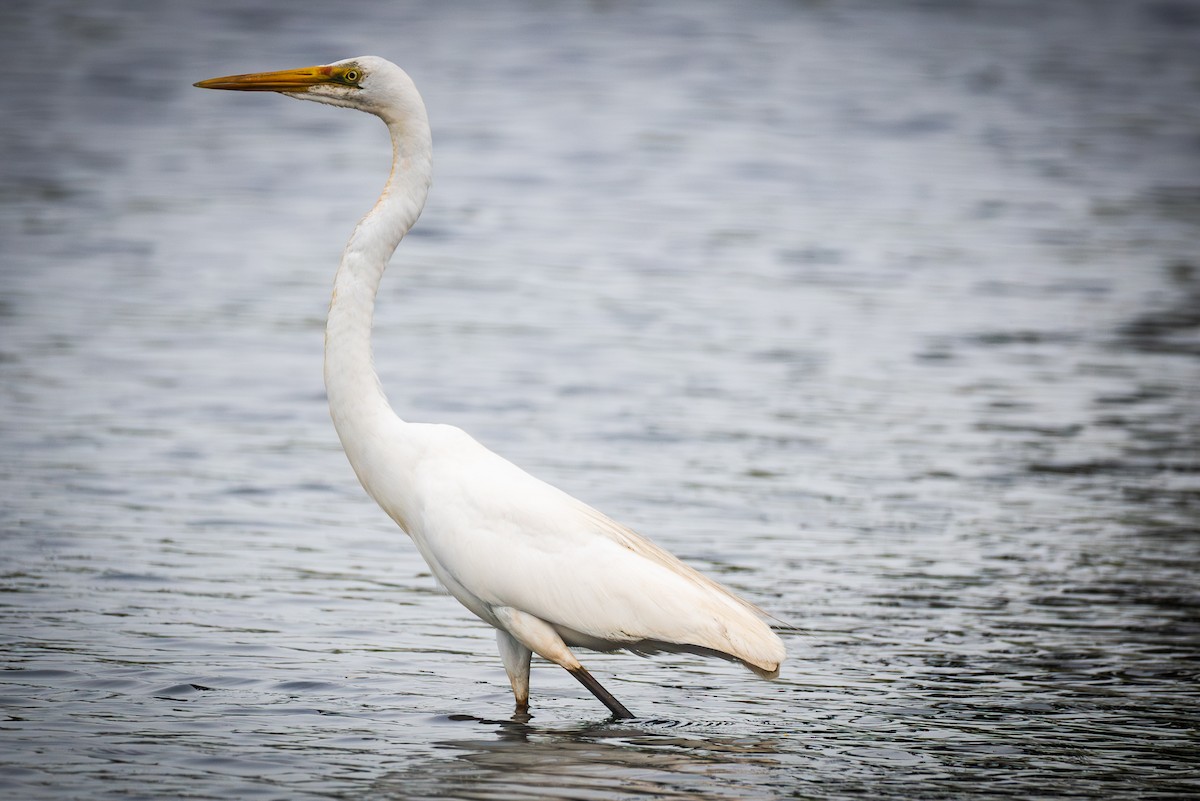 Airone bianco maggiore - ML643344097