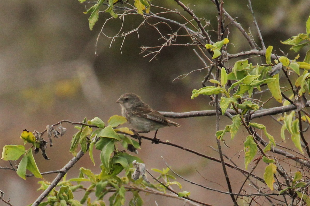 Sharp-beaked Ground-Finch - ML643344105