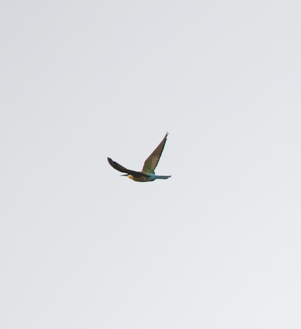 Blue-tailed Bee-eater - ML643344106