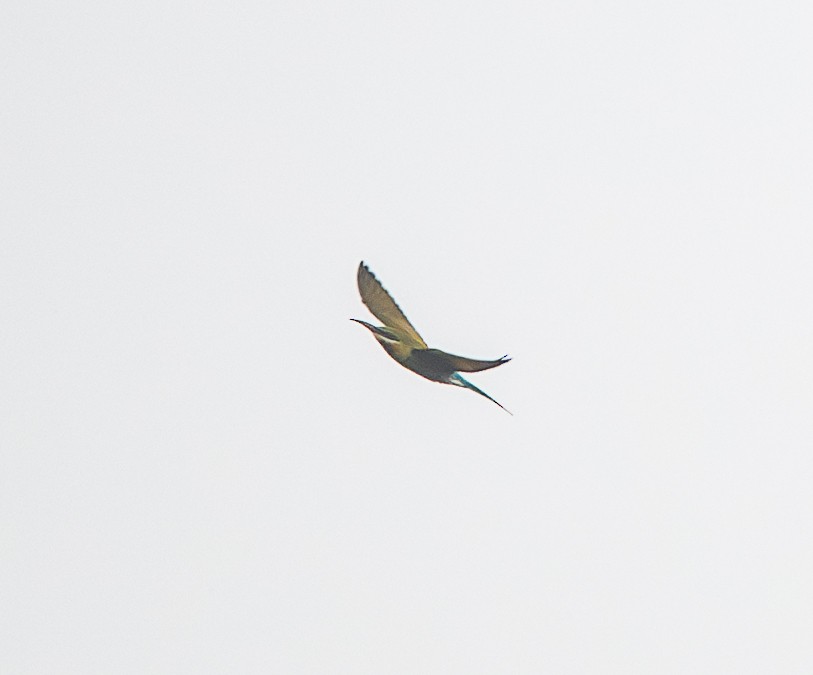 Blue-tailed Bee-eater - ML643344107