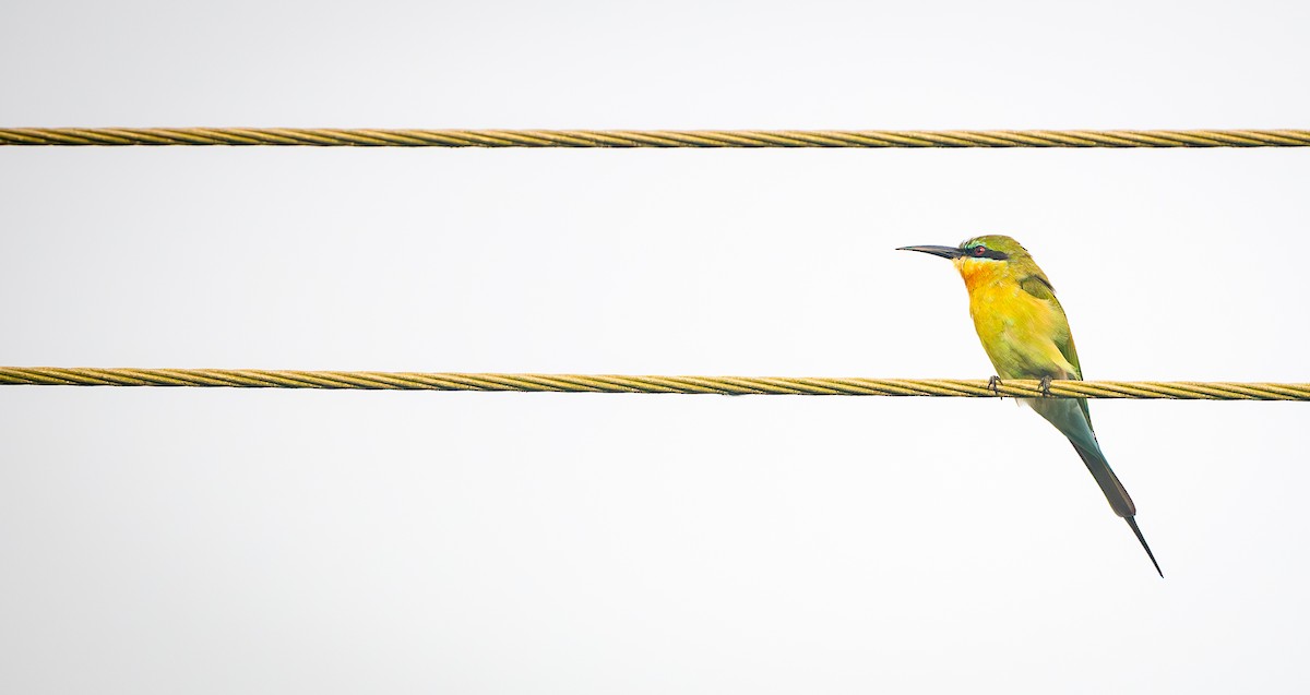 Blue-tailed Bee-eater - ML643344110