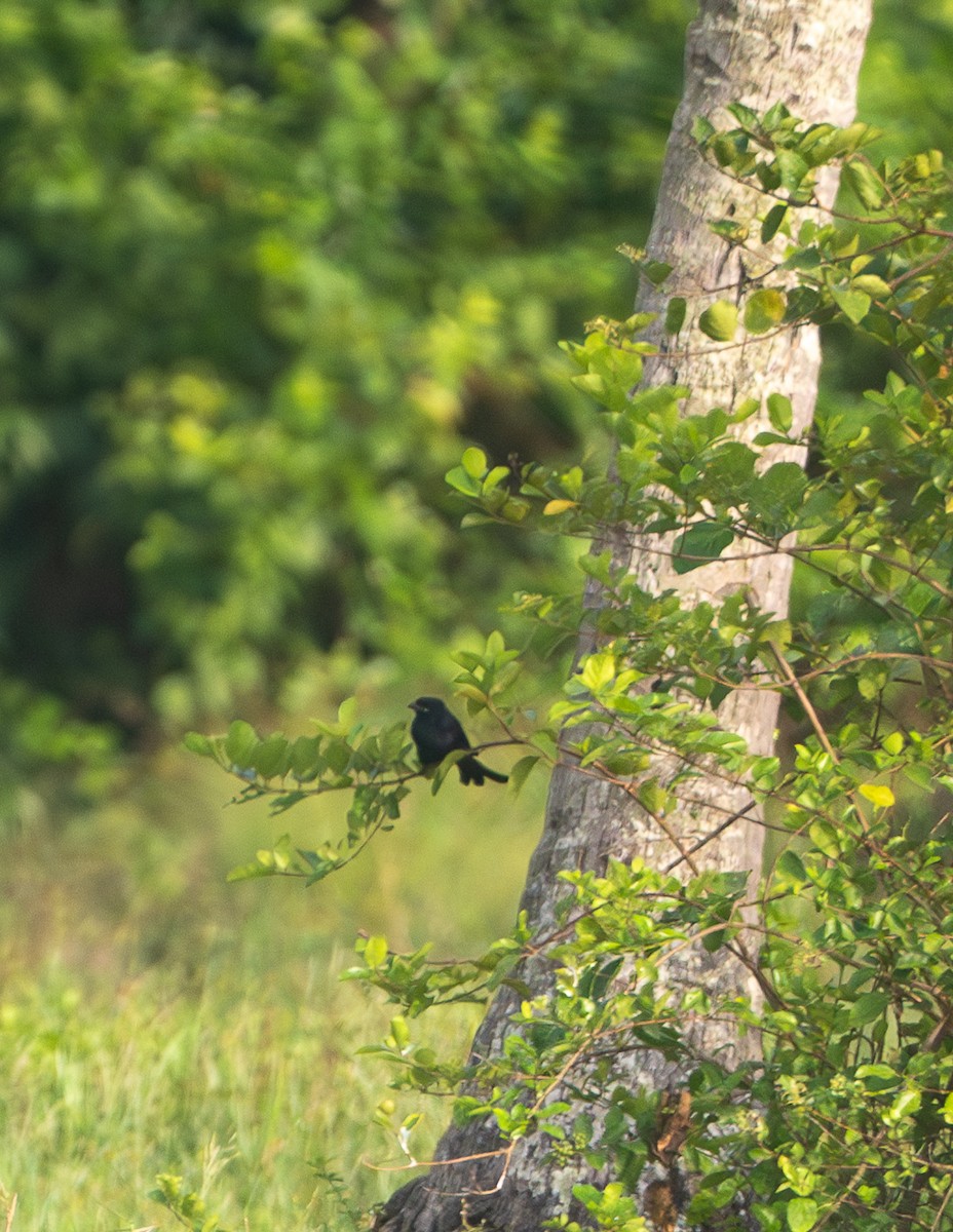Black Drongo - ML643344116