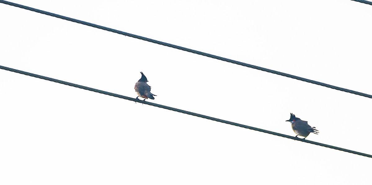Red-whiskered Bulbul - ML643344118