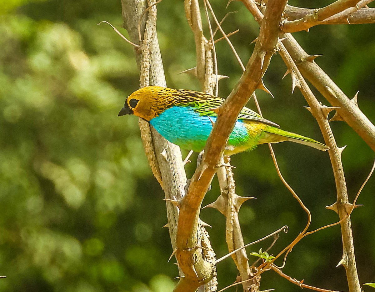 gullsnittanagar - ML643344127