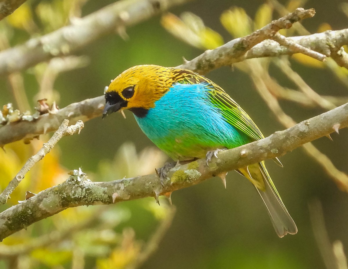 gullsnittanagar - ML643344128