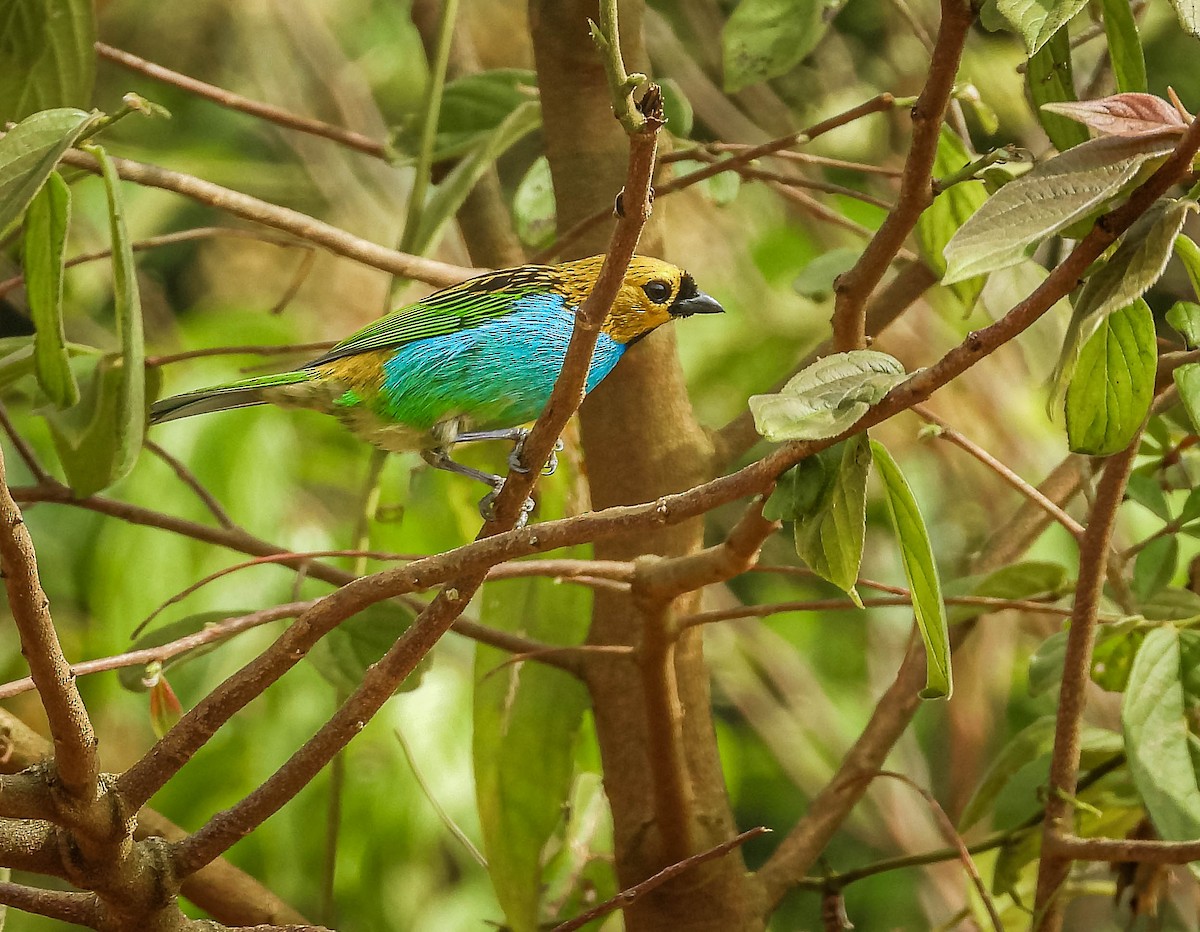 gullsnittanagar - ML643344129