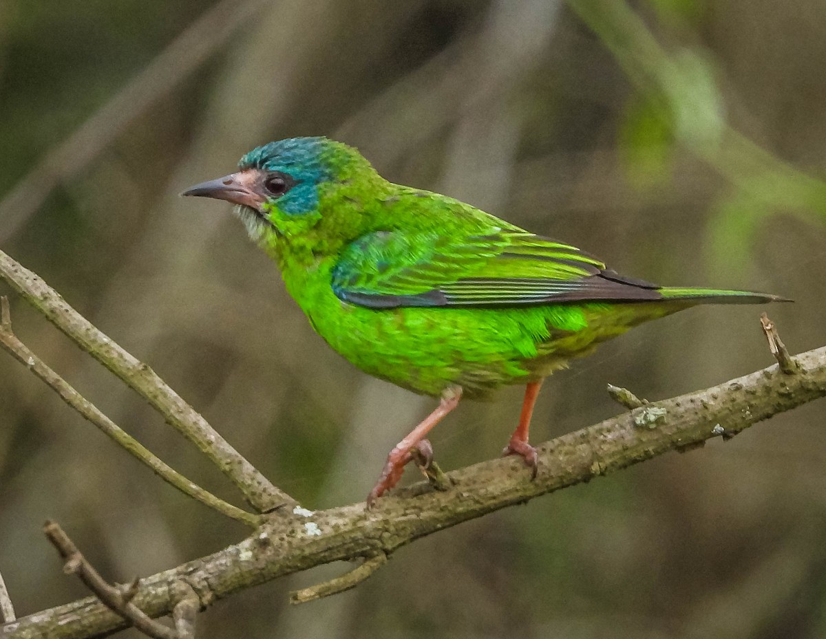 Blue Dacnis - ML643344133