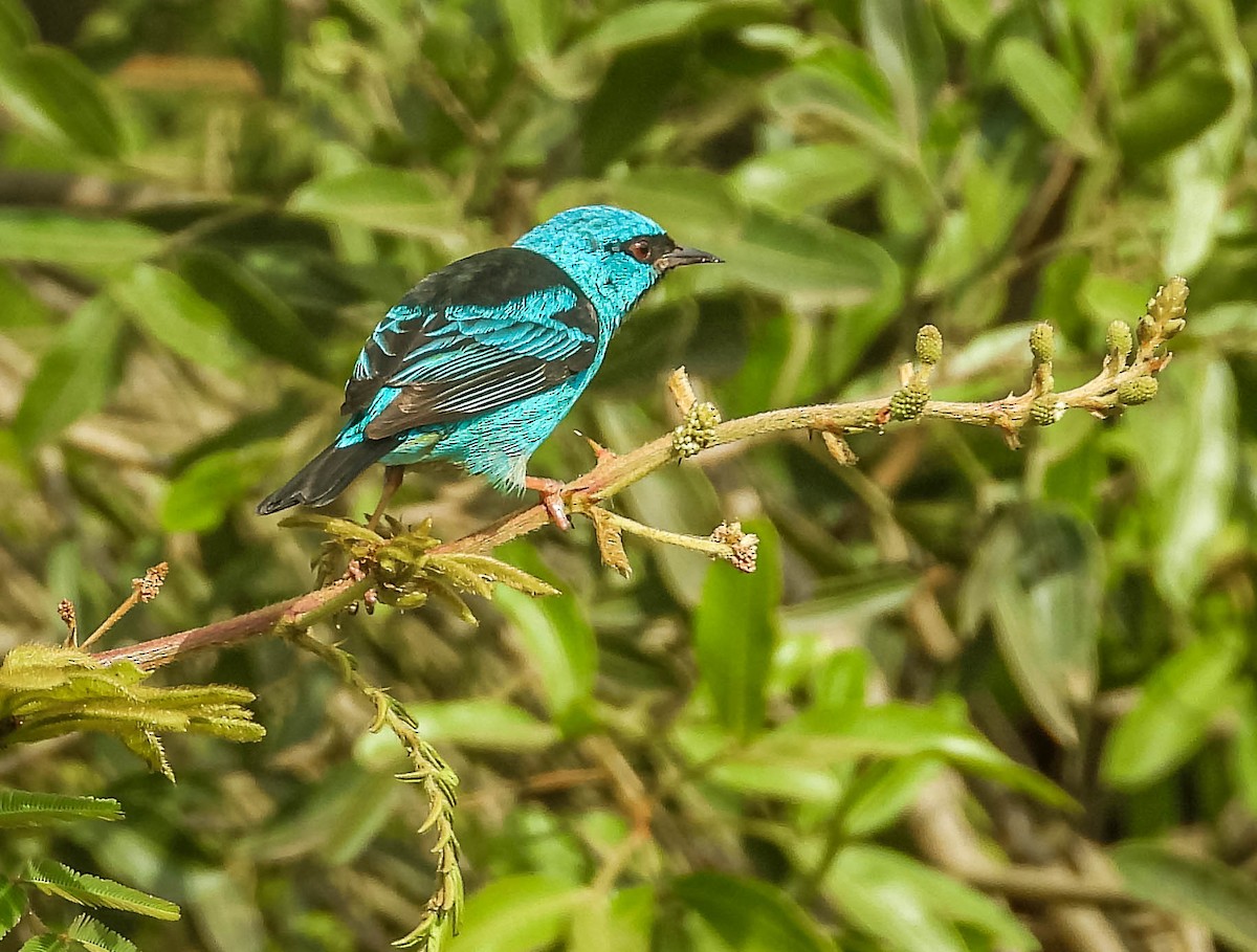 Blue Dacnis - ML643344134