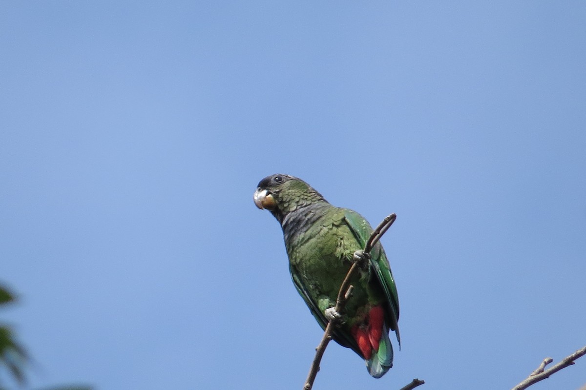 Scaly-headed Parrot - ML643344135