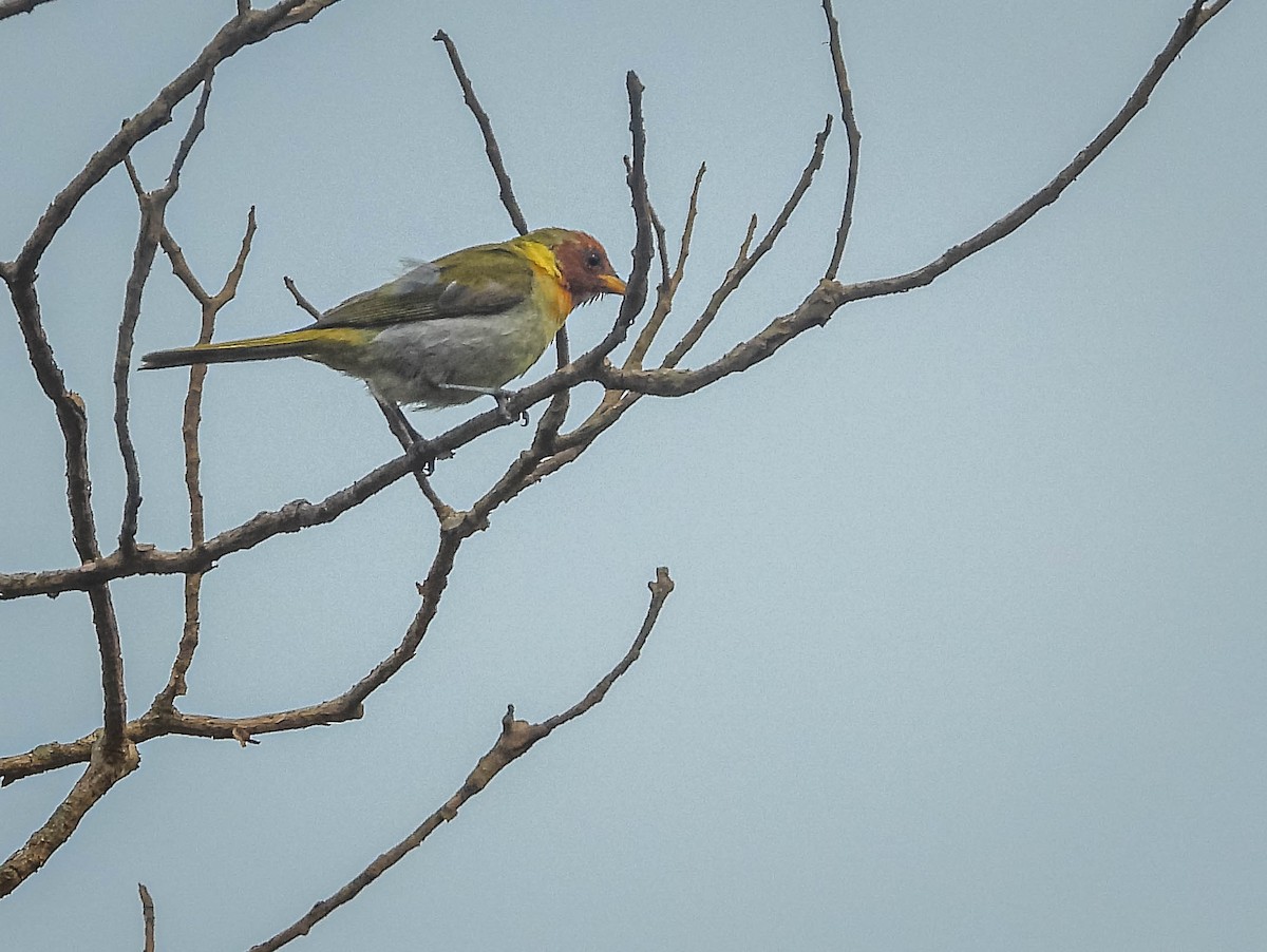 Rufous-headed Tanager - ML643344143