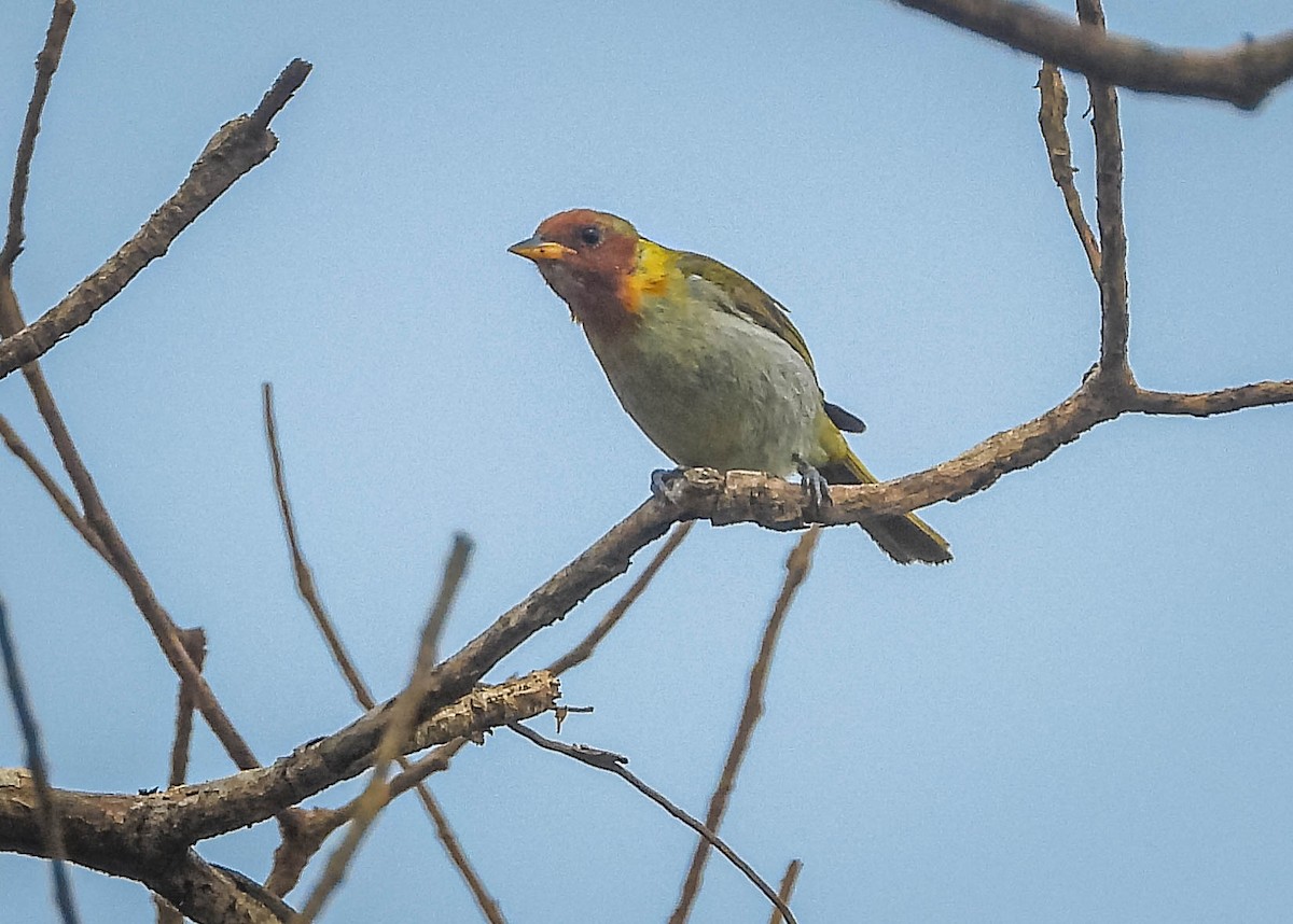 Rufous-headed Tanager - ML643344144