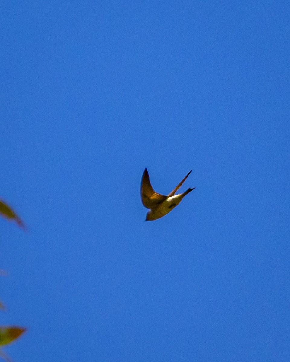 Tree Martin - ML643344149