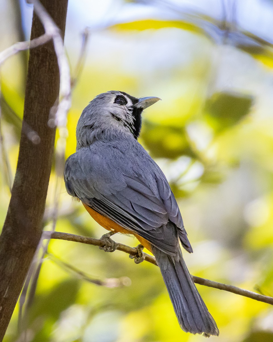 Black-faced Monarch - ML643344151