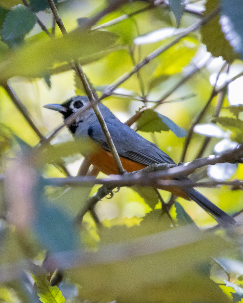 Black-faced Monarch - ML643344152