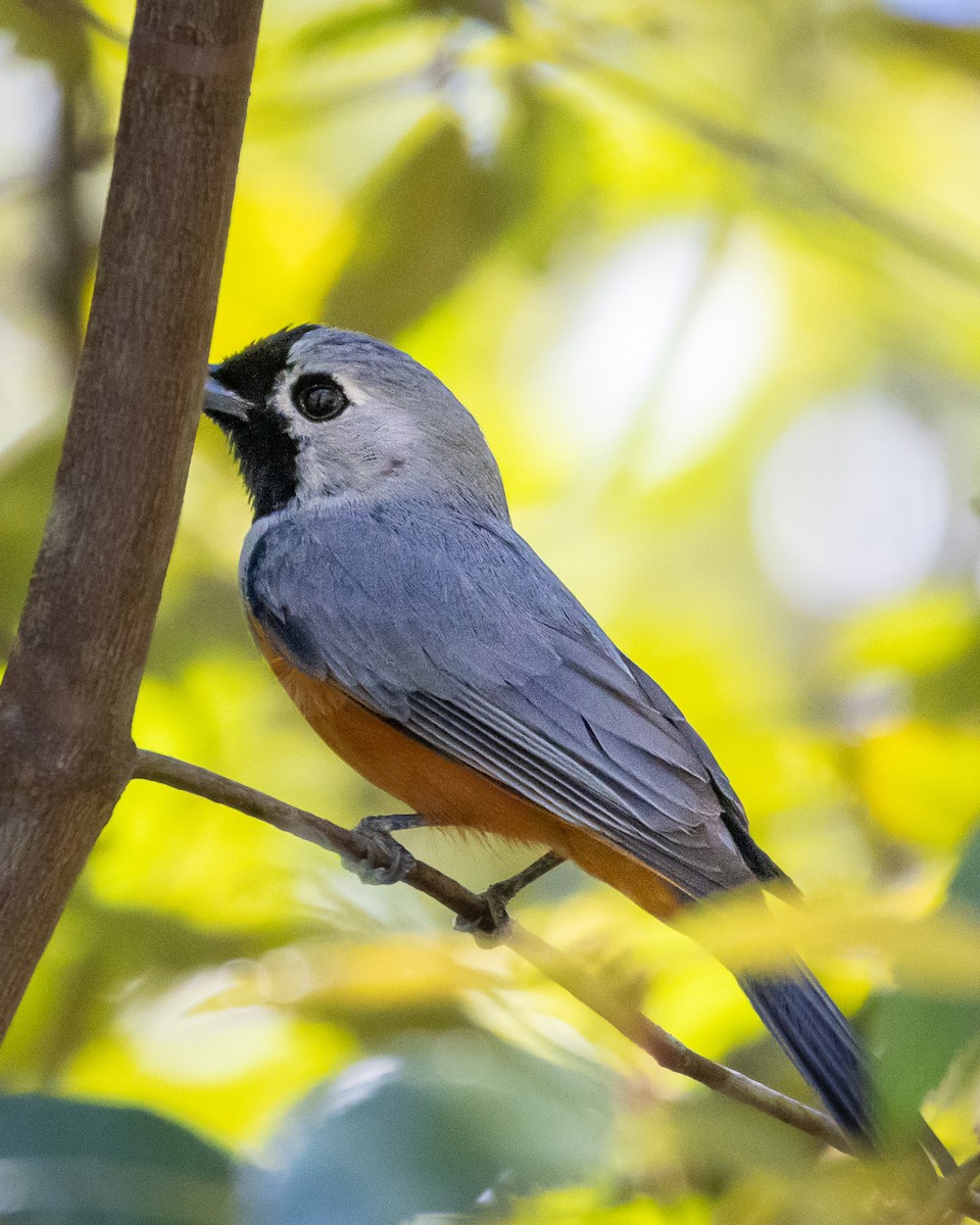 Black-faced Monarch - ML643344153