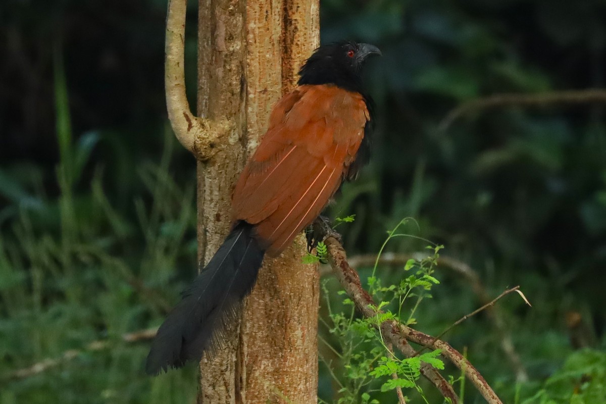 Greater Coucal - ML643344160