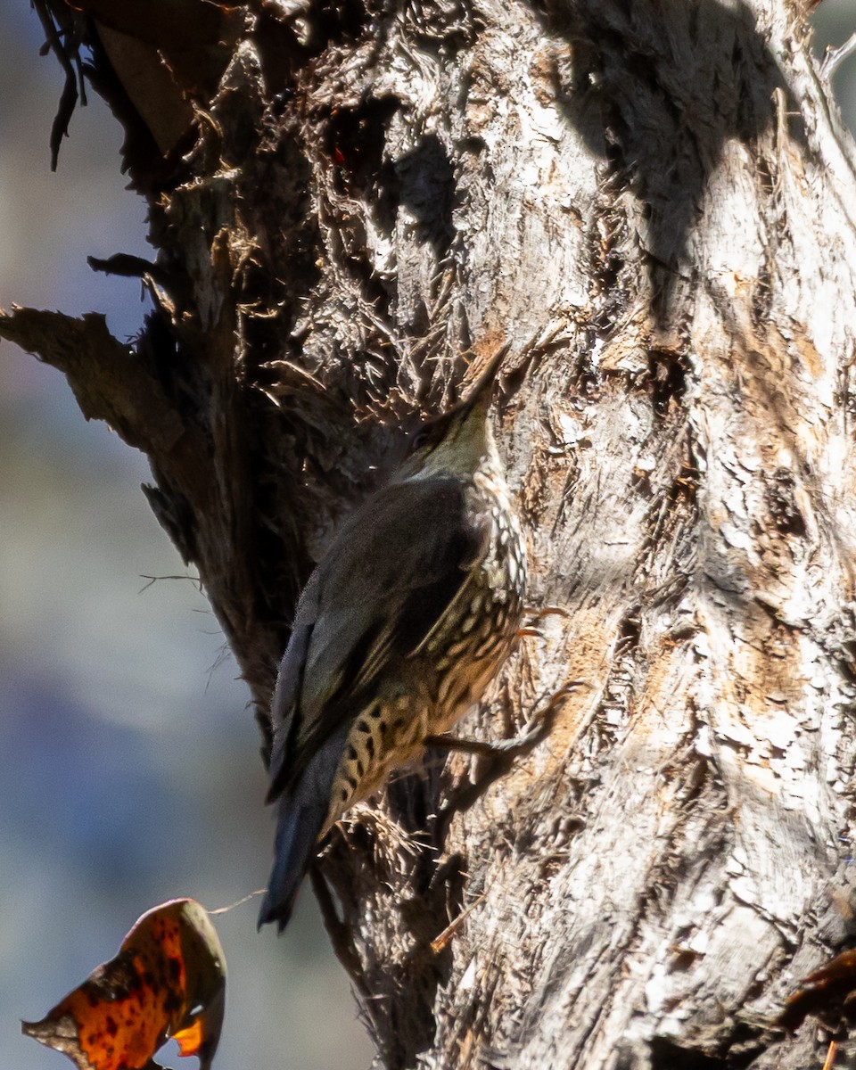 White-throated Treecreeper - ML643344163