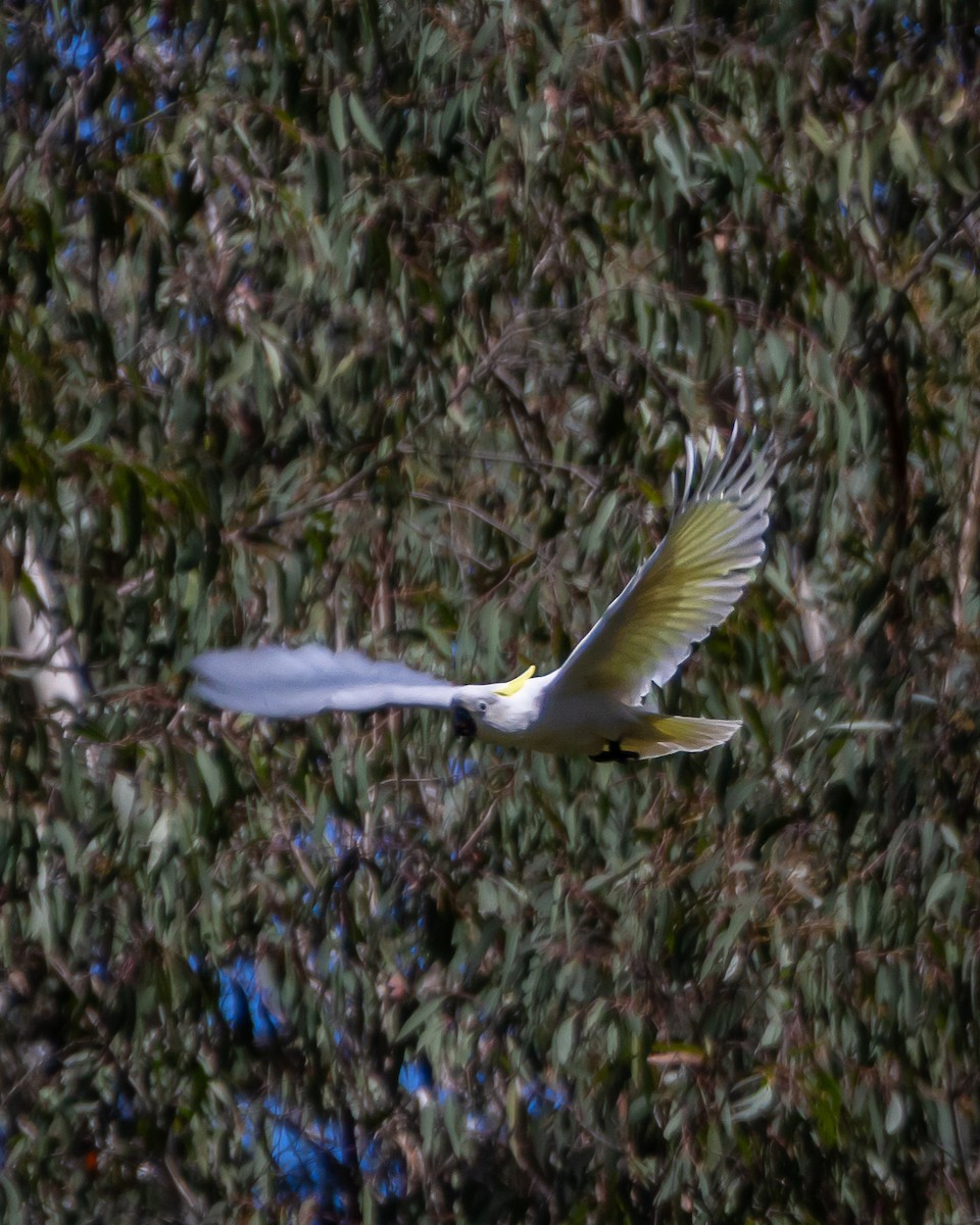 Sulphur-crested Cockatoo - ML643344168