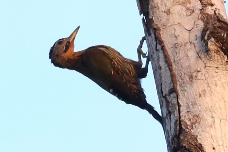 Laced Woodpecker - ML643344170