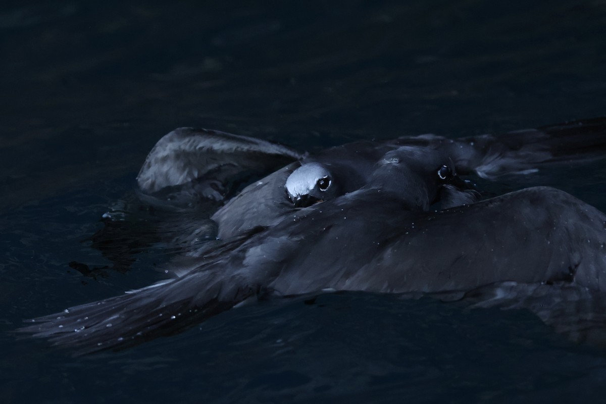 Brown Noddy - ML643344171