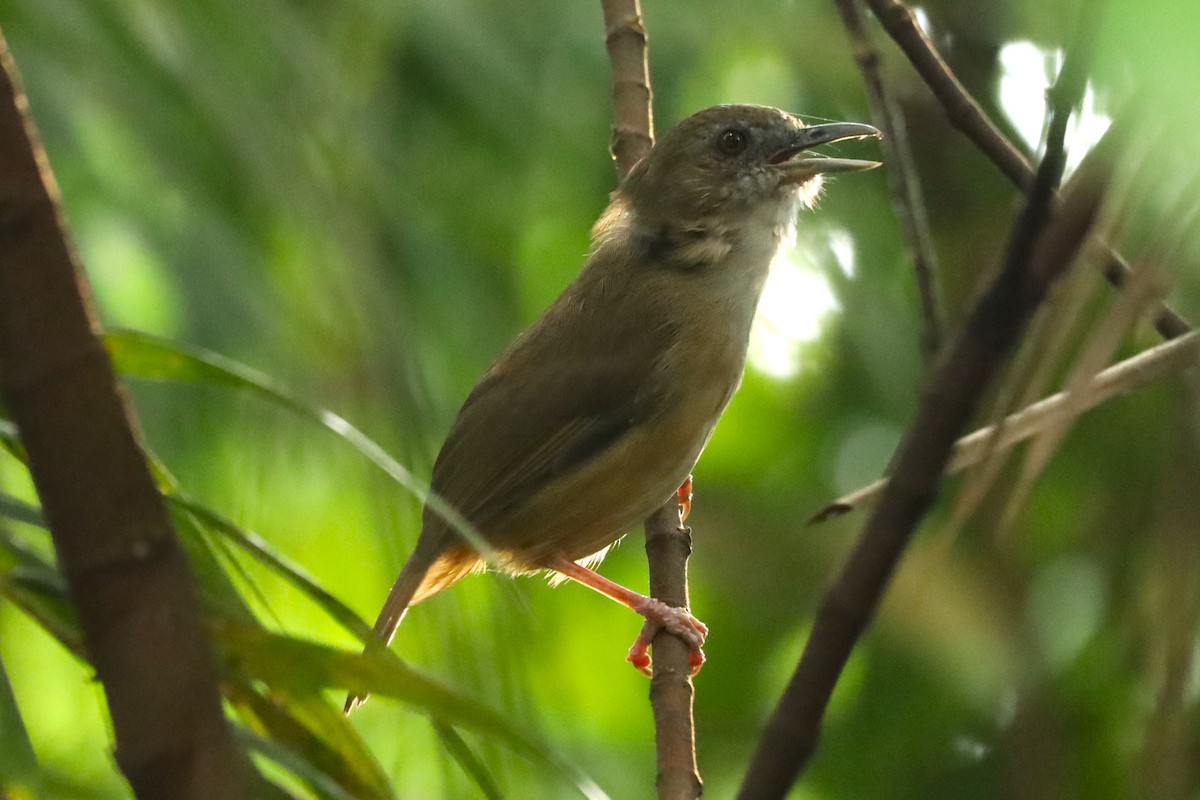 Abbott's Babbler - ML643344184