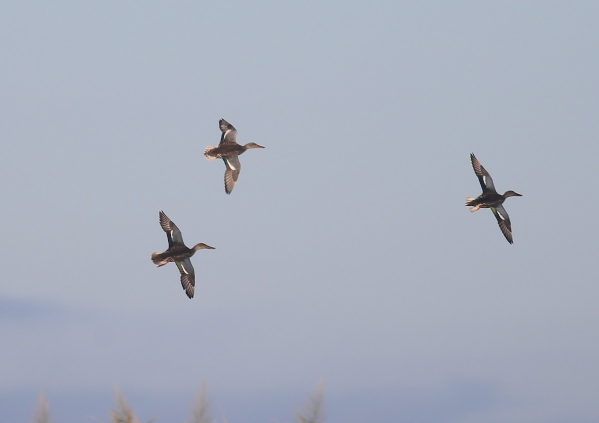 Халбага нугас - ML643344209