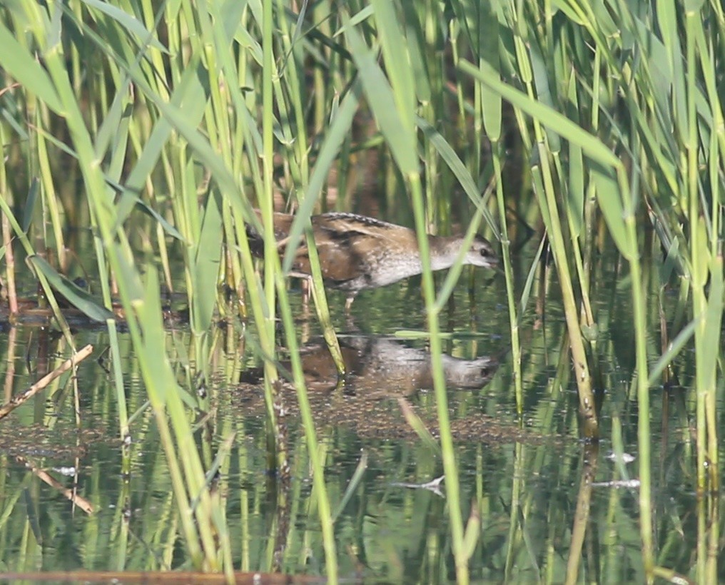 Хурган түнжүүр - ML643344211