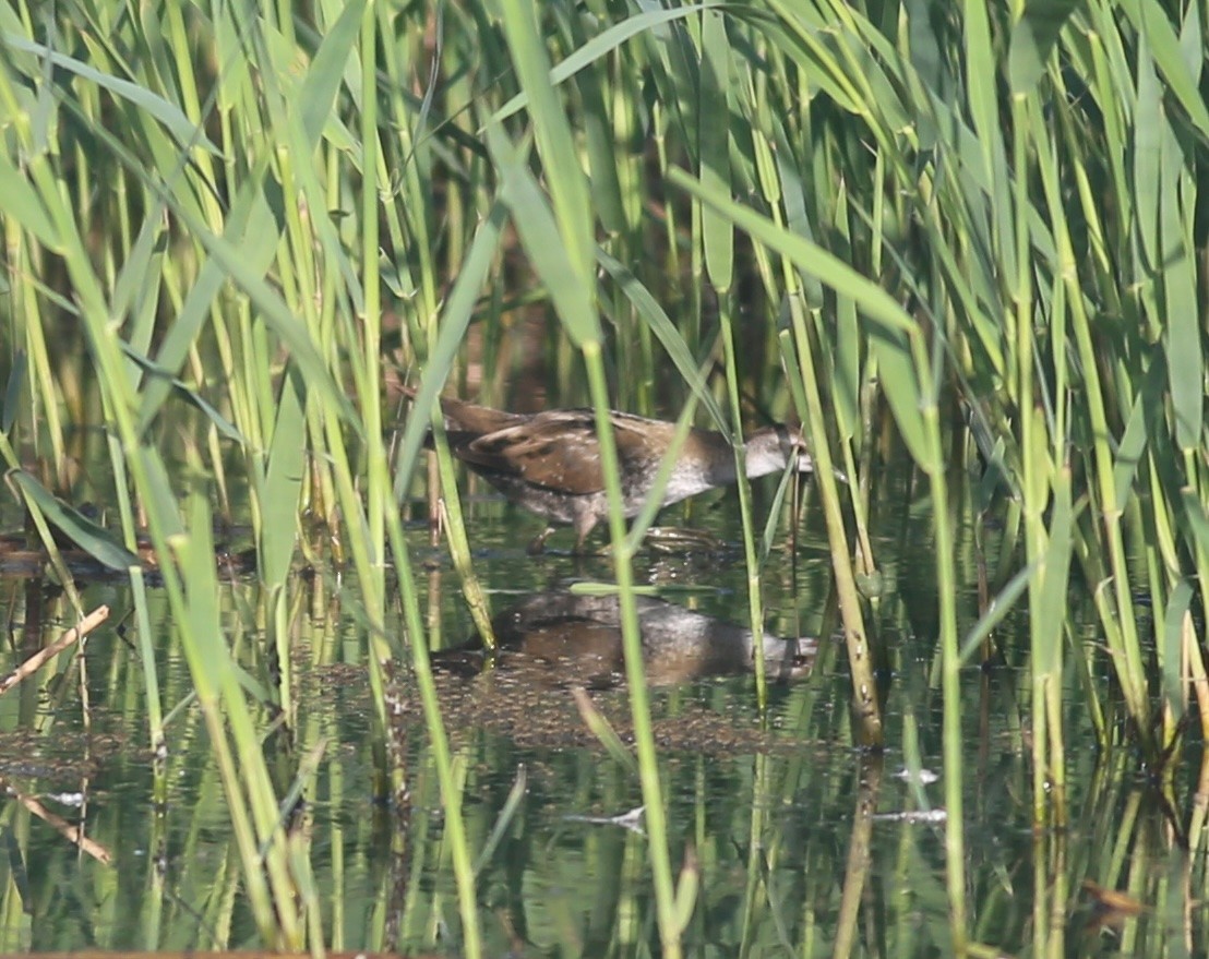 Хурган түнжүүр - ML643344212