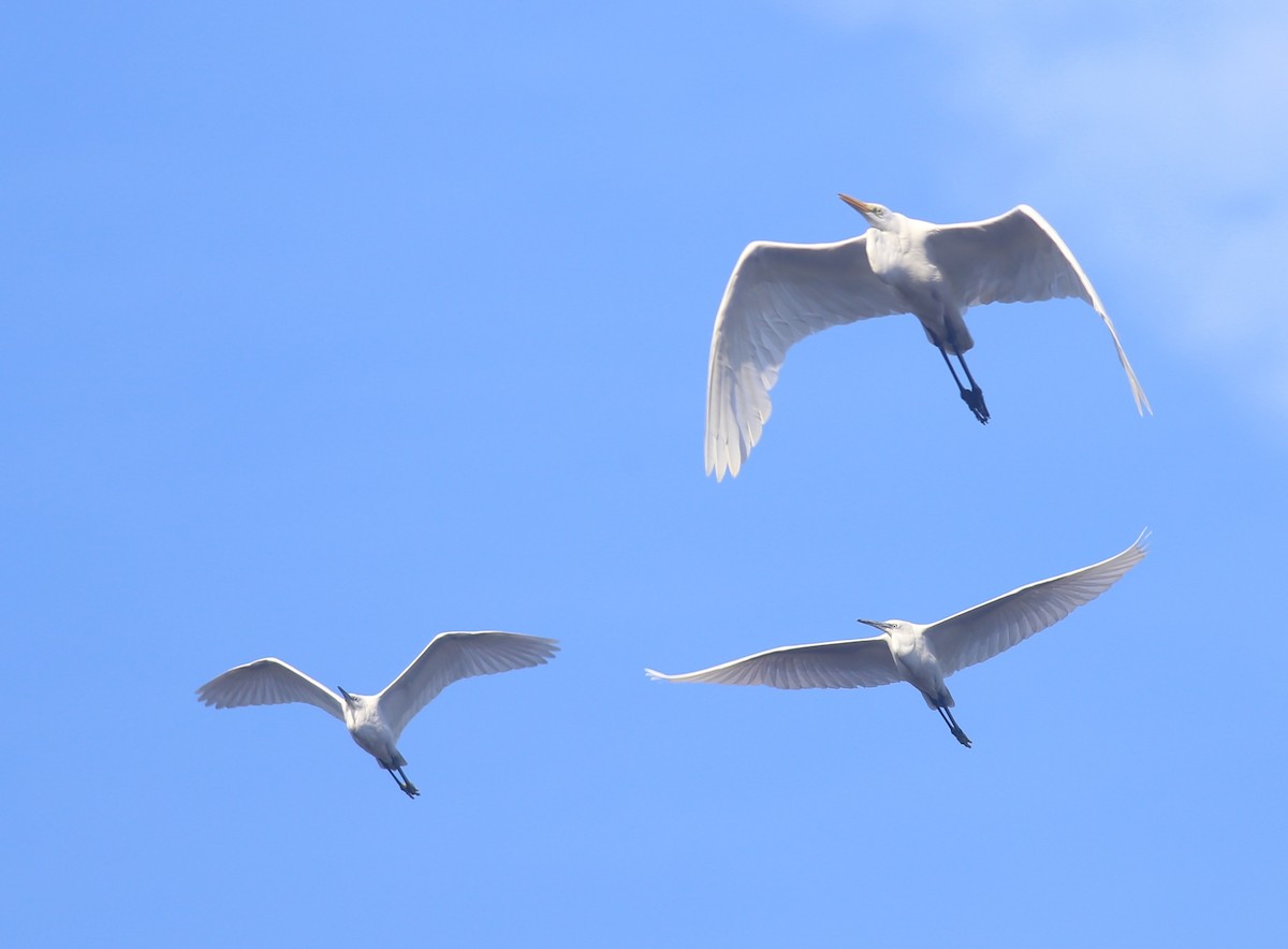 Хурган дэглий - ML643344219