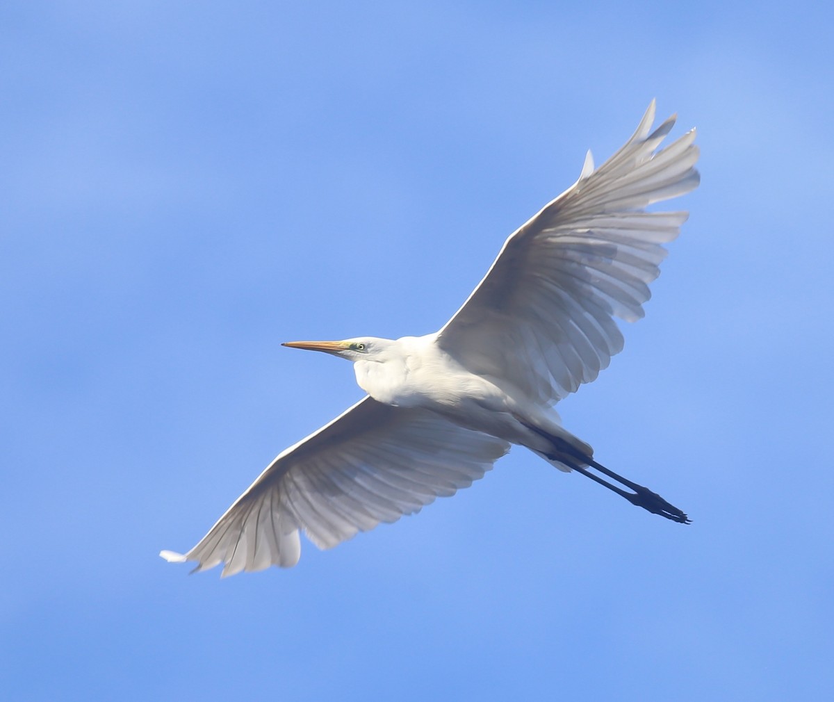 Цасч дэглий - ML643344226