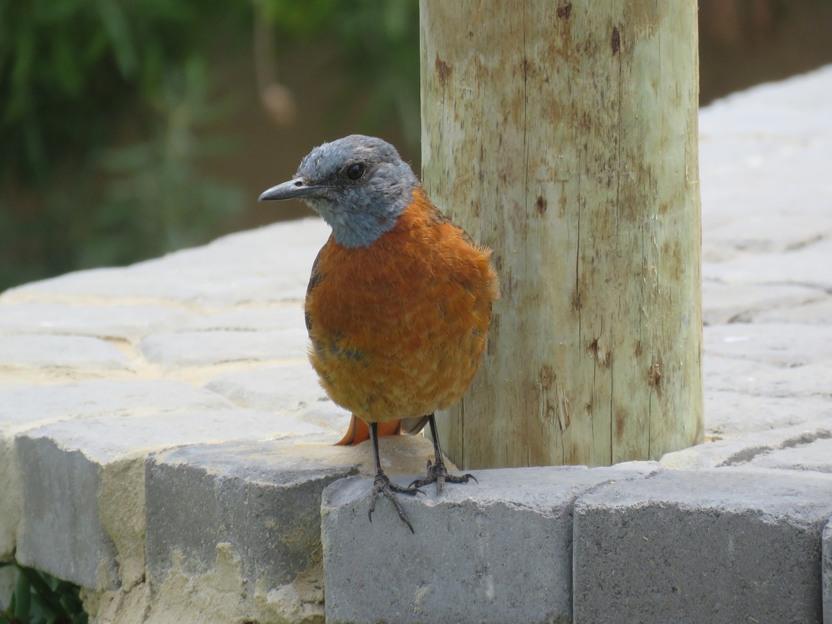 Cape Rock-Thrush - ML643344228