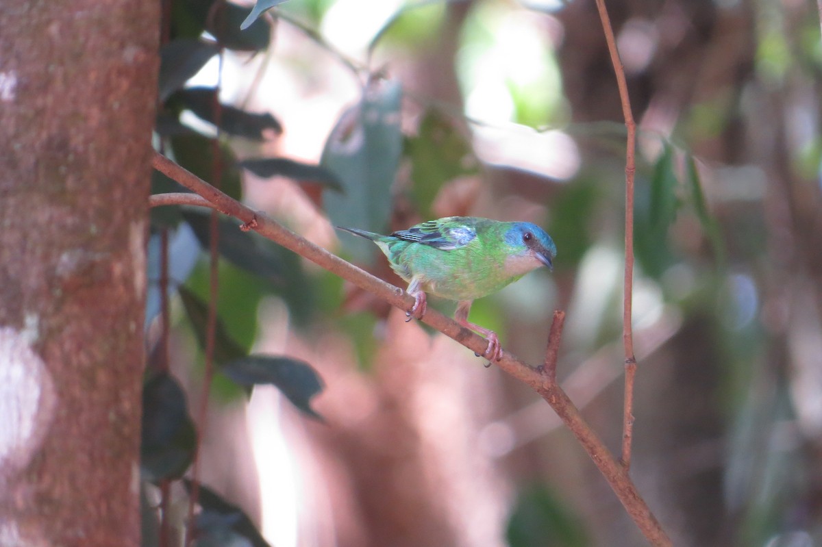 Blue Dacnis - ML643344231