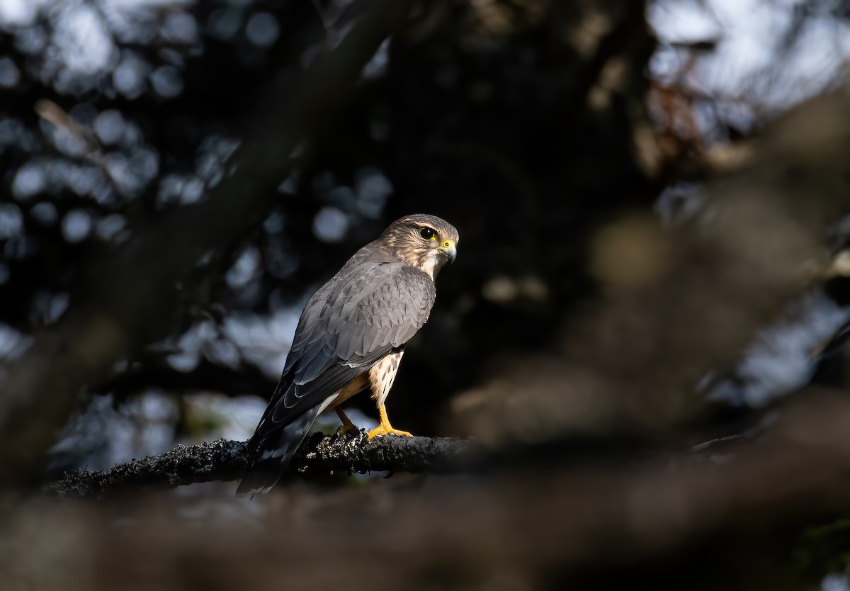 dřemlík tundrový - ML643344245