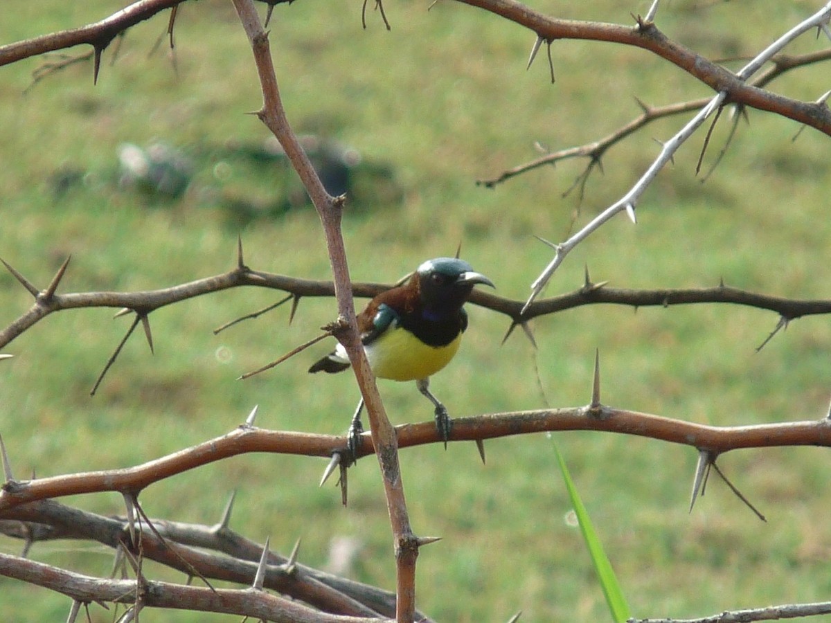 Purple-rumped Sunbird - ML643344268