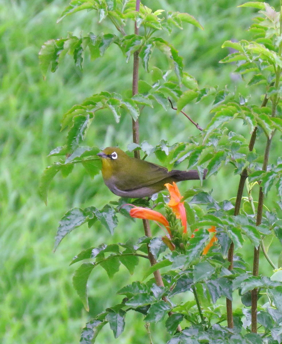 Cape White-eye - ML643344294