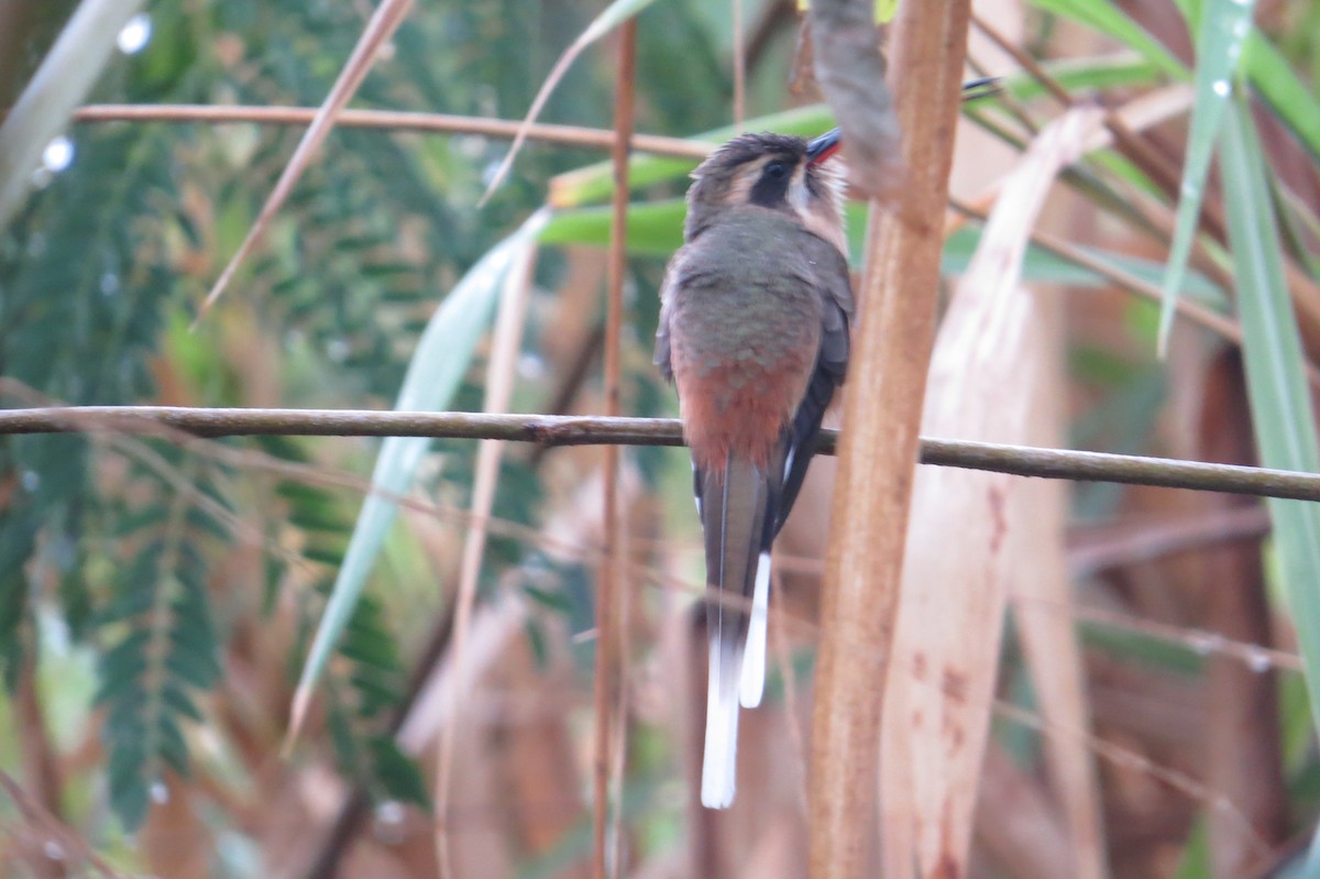 Planalto Hermit - ML643344298