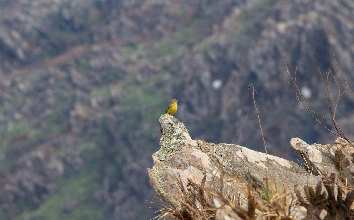 Stripe-tailed Yellow-Finch - ML643344310