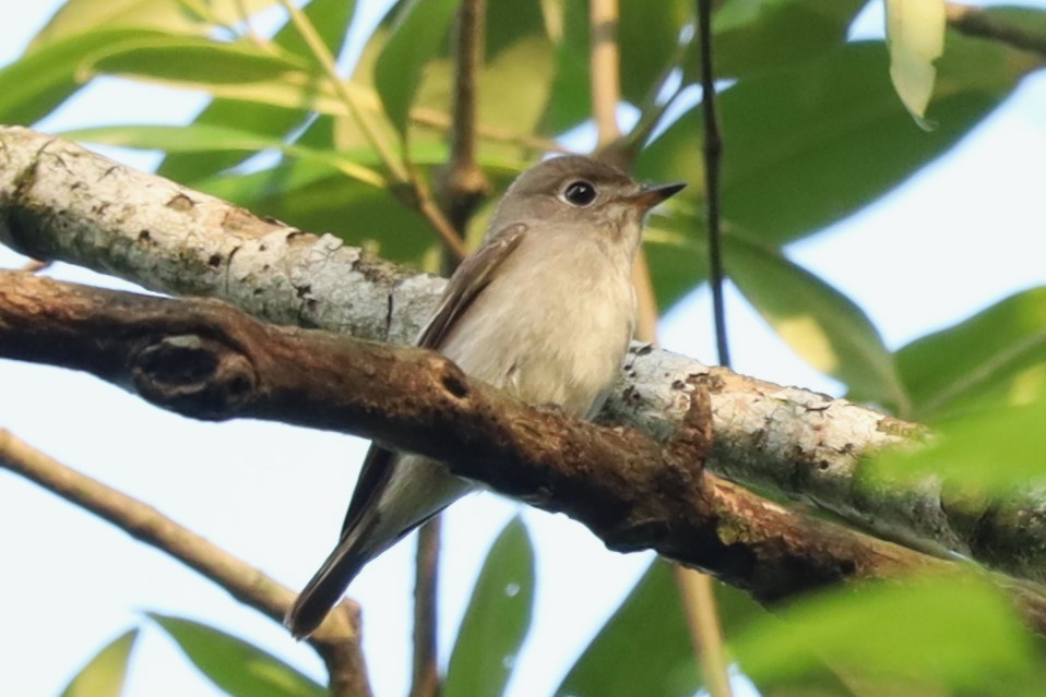 Asian Brown Flycatcher - ML643344312