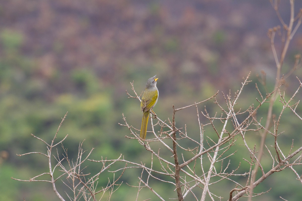 serraspurv - ML643344314