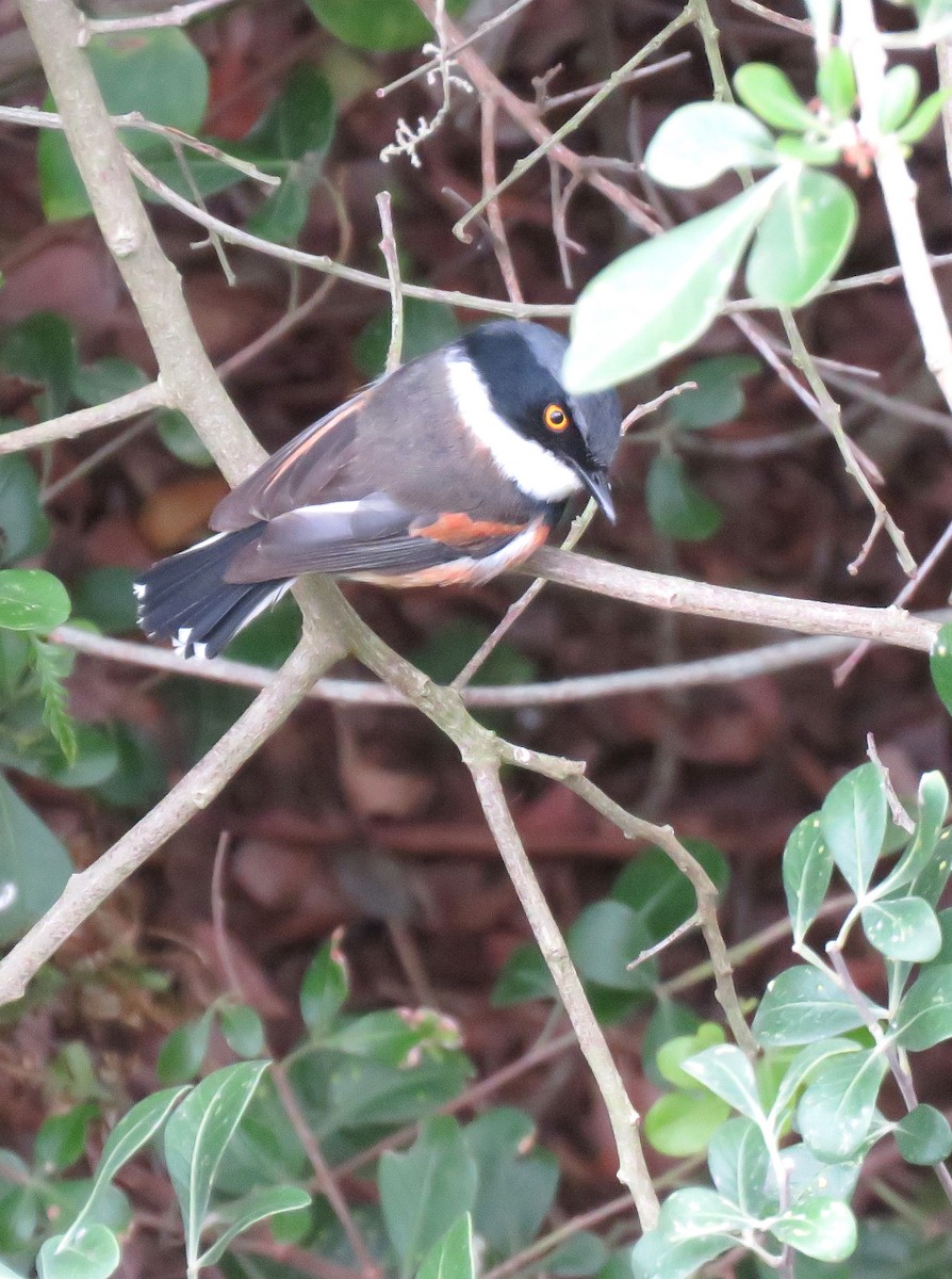 Cape Batis - ML643344327