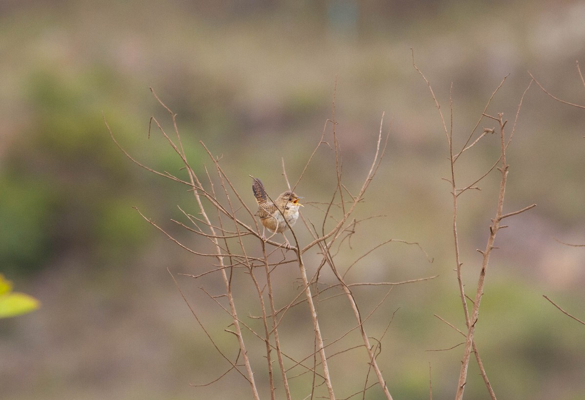 Grass Wren - ML643344334