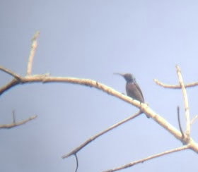 Loten's Sunbird - ML643344347